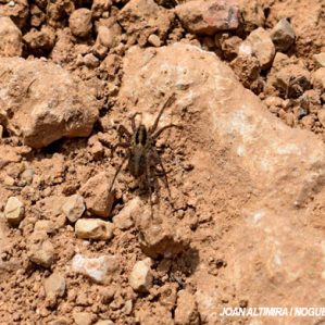 Pardosa cribata