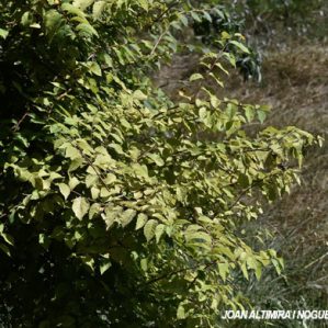 Candidatus Phytoplasma ulmi. (Pat)