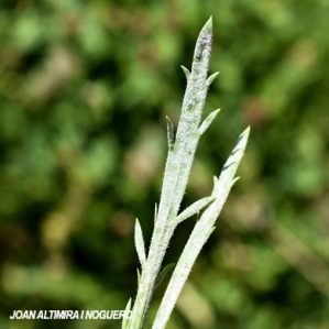 Erysiphe plantaginis. (Pat)