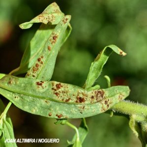 Puccinia antirrhini. (Pat)