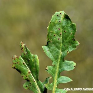 Puccinia crepidicola. (Pat)