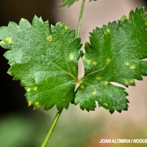Puccinia pimpinellae. (Pat)