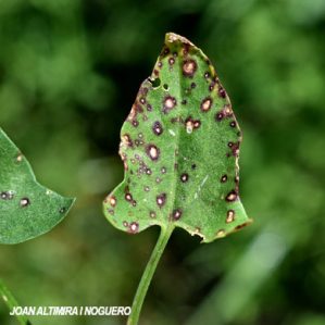 Ramularia rumicis-scutati. (Pat)
