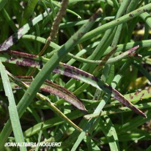 Ramularia plantaginis. (Pat)