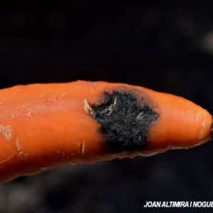 Rhizoctonia violácea. (Pat)