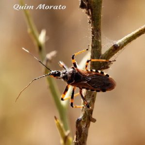 Rhynocoris cuspidatus