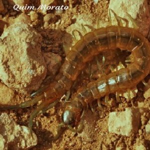 Scolopendra oraniensis