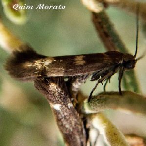 Scythris scopolella