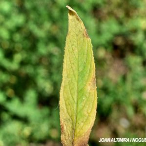 Septoria epilobii. (Pat)