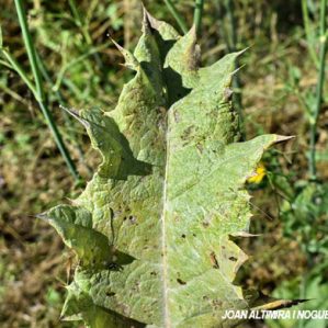 Septoria onopordonis. (Pat)