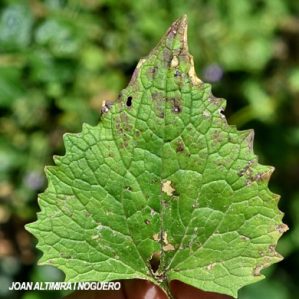 Septoria alliariae. (Pat)