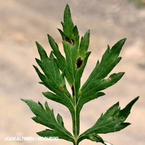 Septoria artemisiae. (Pat)