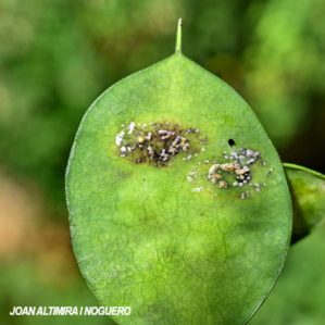 Septoria lunariae. (Pat)
