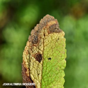 Septoria menthae. (Pat)