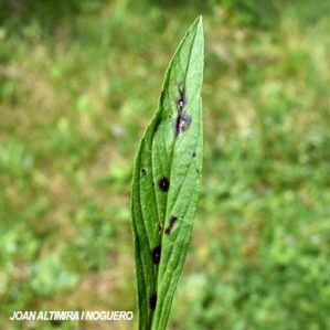 Septoria plantaginis. (Pat)
