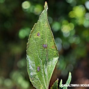 Septoria celtidis. (Pat)