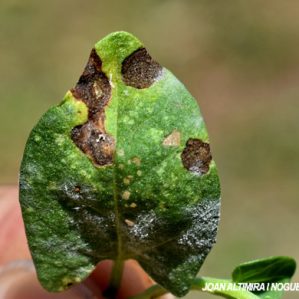 Septoria convolvuli. (Pat)