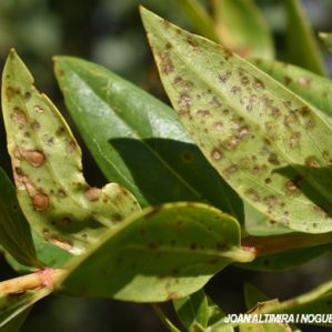 Septoria coriariae. (Pat)