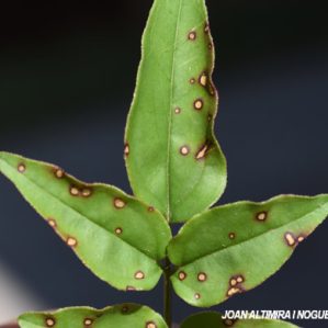 Septoria jasmini. (Pat)