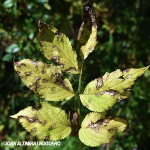 Septoria sambucina. (Pat)