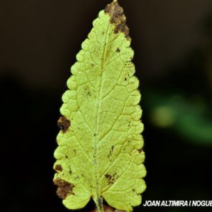 Septoria stachydis. (Pat)