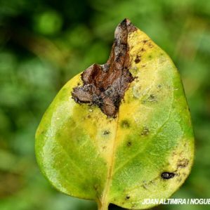 Septoria vincae. (Pat)
