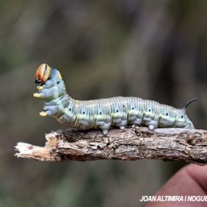 Sphinx maurorum