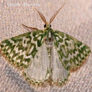 Thetidia plusiaria