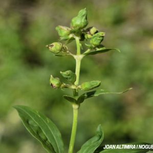 Thecaphora saponariae