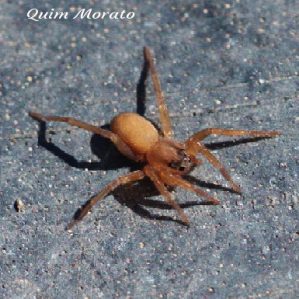 Trabea paradoxa