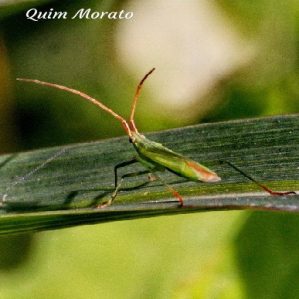 Trigonotylus caelestialium