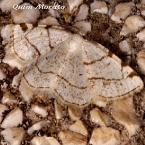 Stegania trimaculata