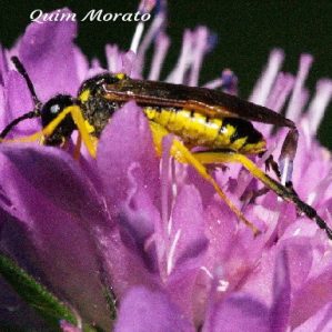 Tenthredo largiflava