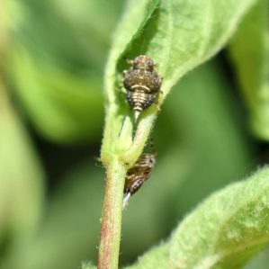 Issus coleoptratus