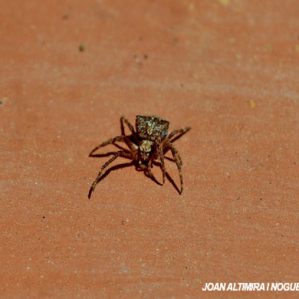 Gibbaranea bituberculata