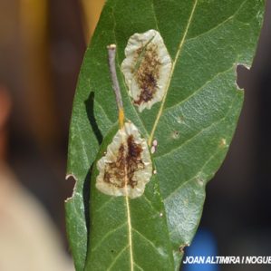 Phytomyza ilicis