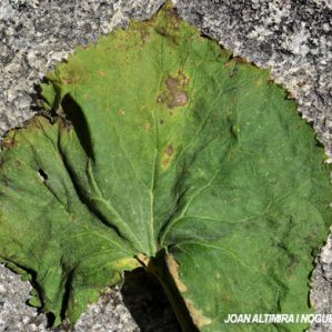 Uromyces cacaliae. (Pat)