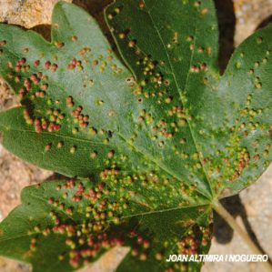 Aceria aceriscampestris