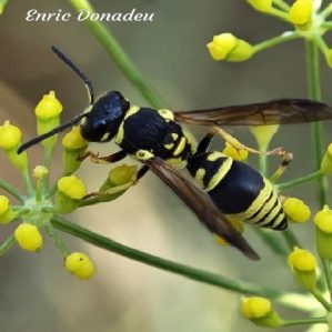 Allodynerus delphinalis