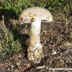 Amanita ovoidea