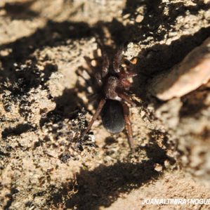 Amaurobius ferox