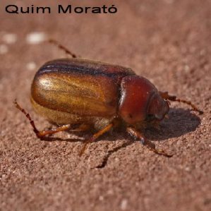 Amphimallon solstitiale