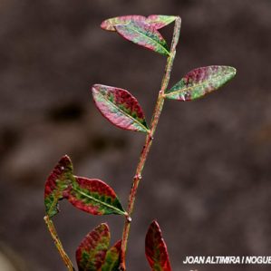 Anomalia 79 (Pistacia lentiscus)