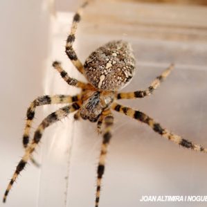 Araneus pallidus