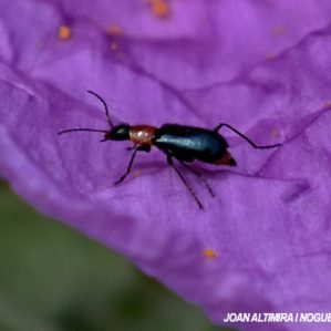 Attalus cyaneus