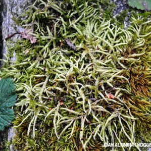 Brachythecium albicans