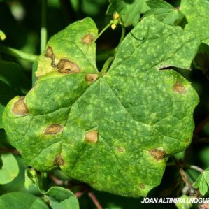Cercospora bryoniae. (Pat)