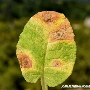 Cercosporella primulae. (Pat)