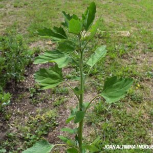 Chenopodium quinoa