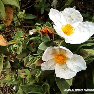 Cistus albidus var. albiflora